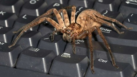 Паук, клавиатура, большой, насекомое, хищник