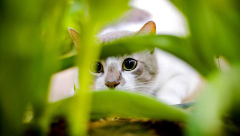 Кошка, черный, белый, трава, охота