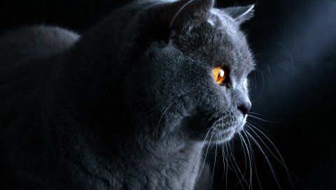 Кошка, британская, белая, морда