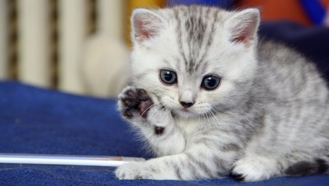Котенок, серый, белый, полосатый