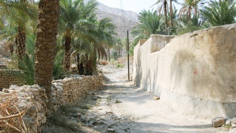 Пальмы, дорога, стена, камни