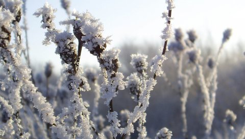 Кусты, иней, снег, зима, лед, холод