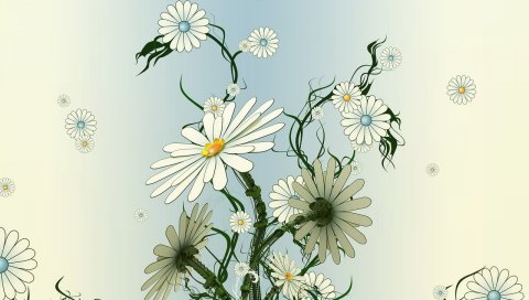 Ромашка, цветы, белый, желтый, зеленый