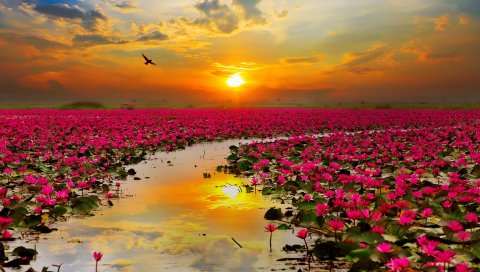 Цветы, Lotus