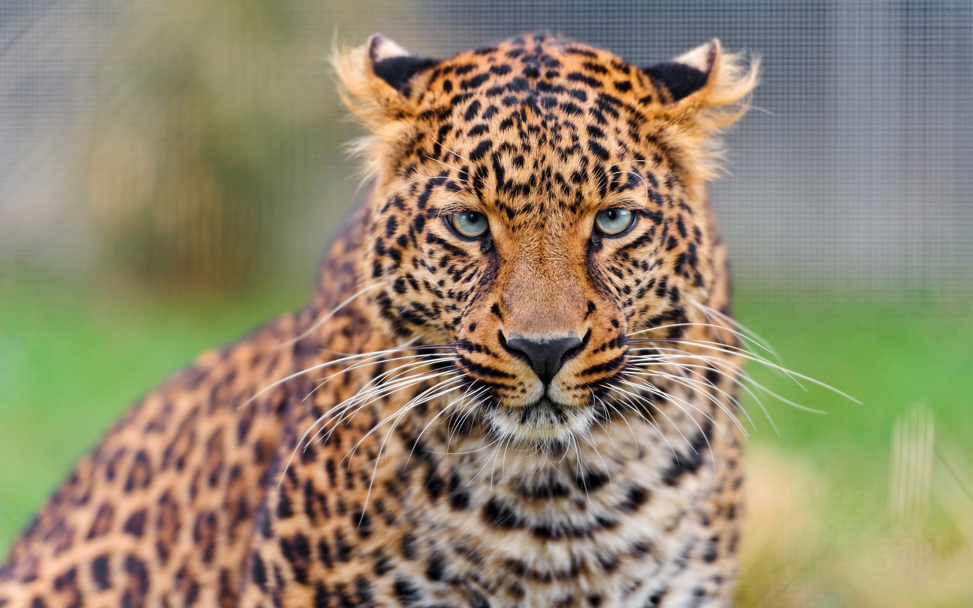 Картинки Leopard, Young фото и обои на рабочий стол