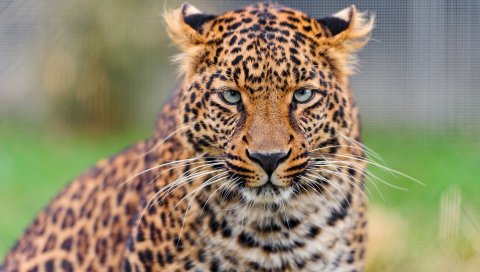 Leopard, Young