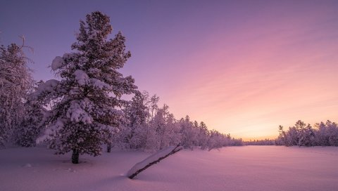 Восход солнца, Лес, Морозный