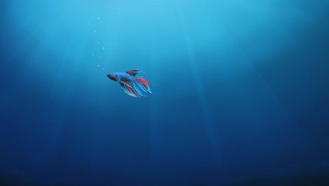 Одинокий, Подводный, Рыба