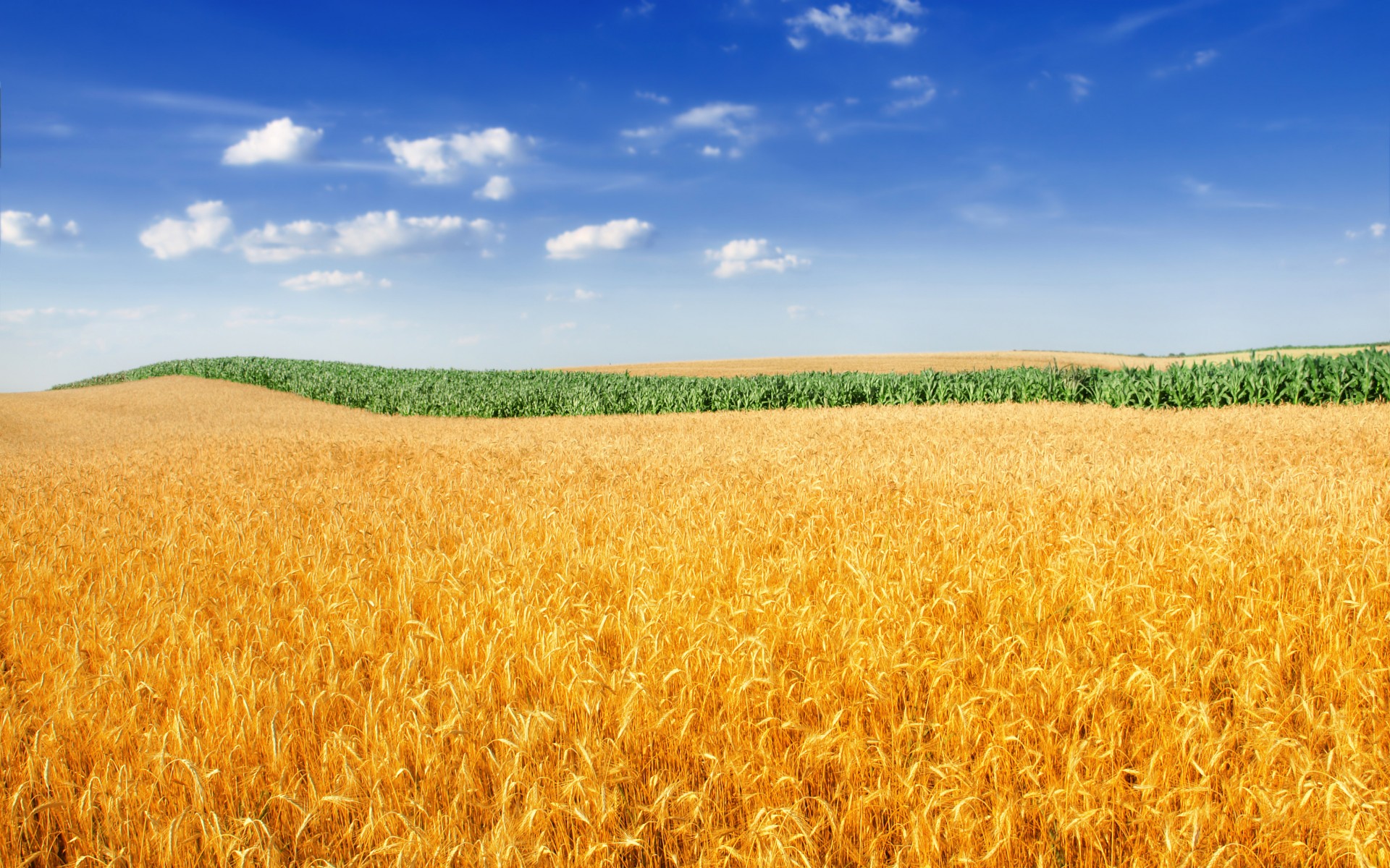 Пшеничное поле фото. Поле рожь Кубань. Поля пшеницы Кубани. Злаковые поля Кубани. Золотое пшеничное поле.