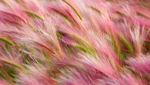 Foxtail, ячмень