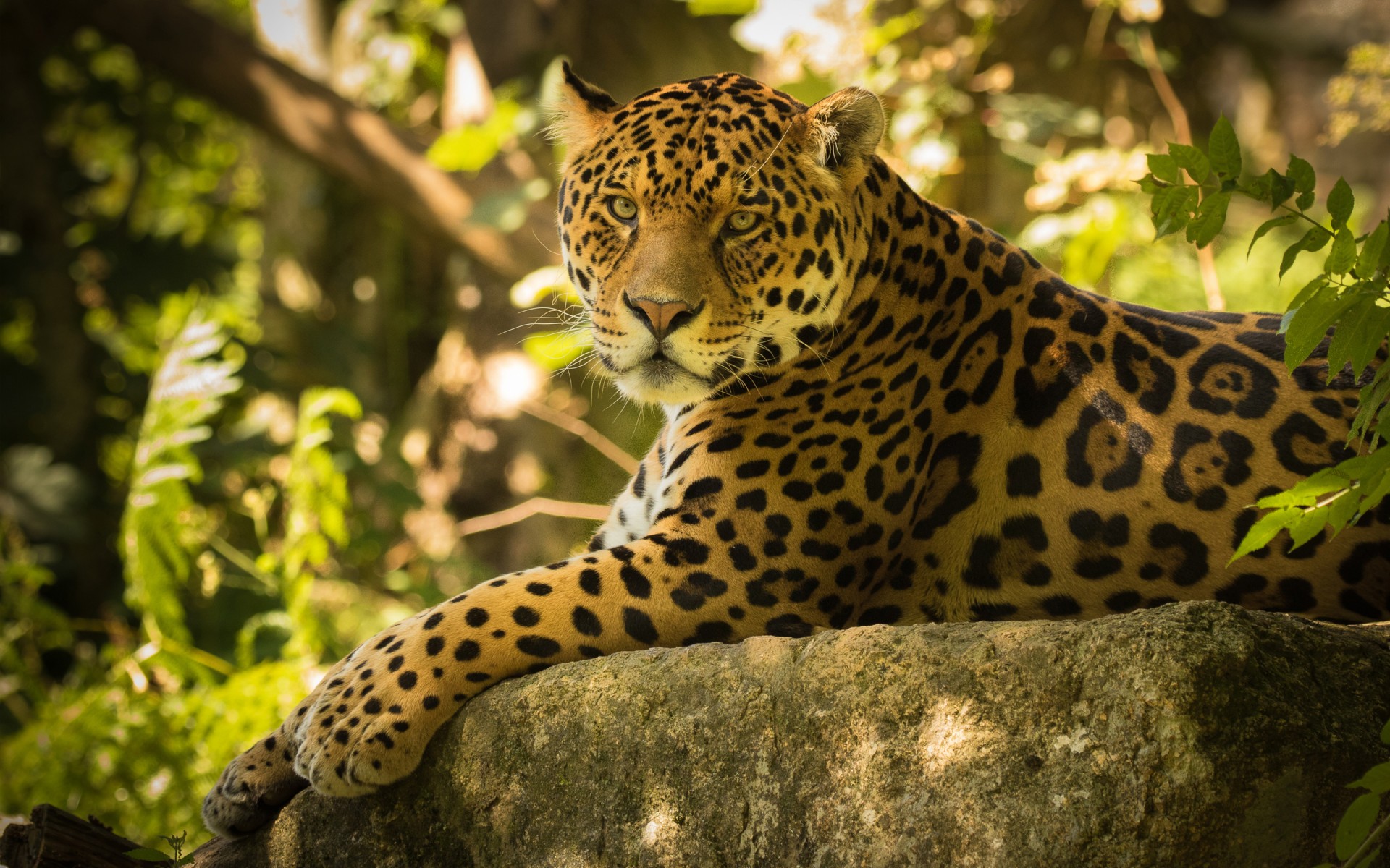 Картинки Jaguar, The, Chincha фото и обои на рабочий стол