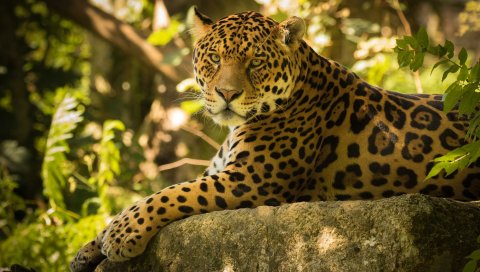 Jaguar, The, Chincha