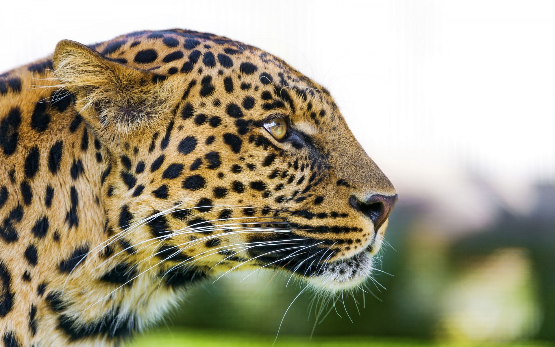 Картинки Leopard, Big, Cat фото и обои на рабочий стол