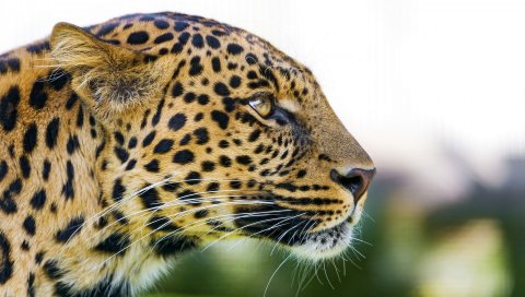Leopard, Big, Cat