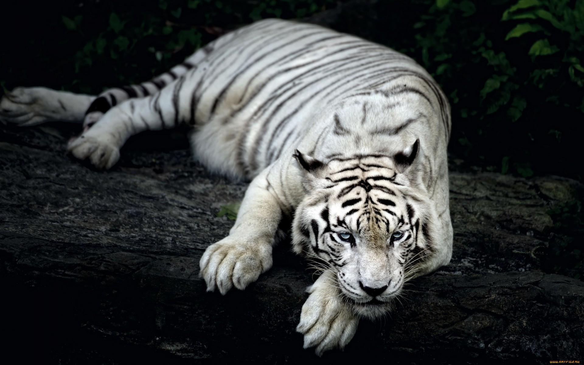 Картинки Белый, тигр, животное фото и обои на рабочий стол