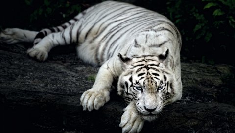 Белый, тигр, животное