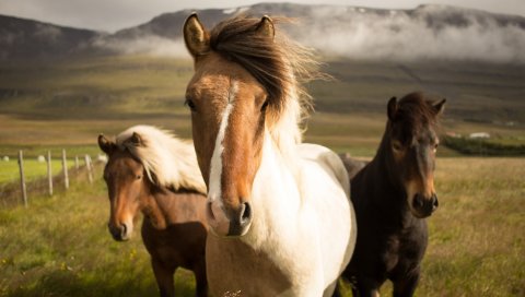 Лошади, Исландия
