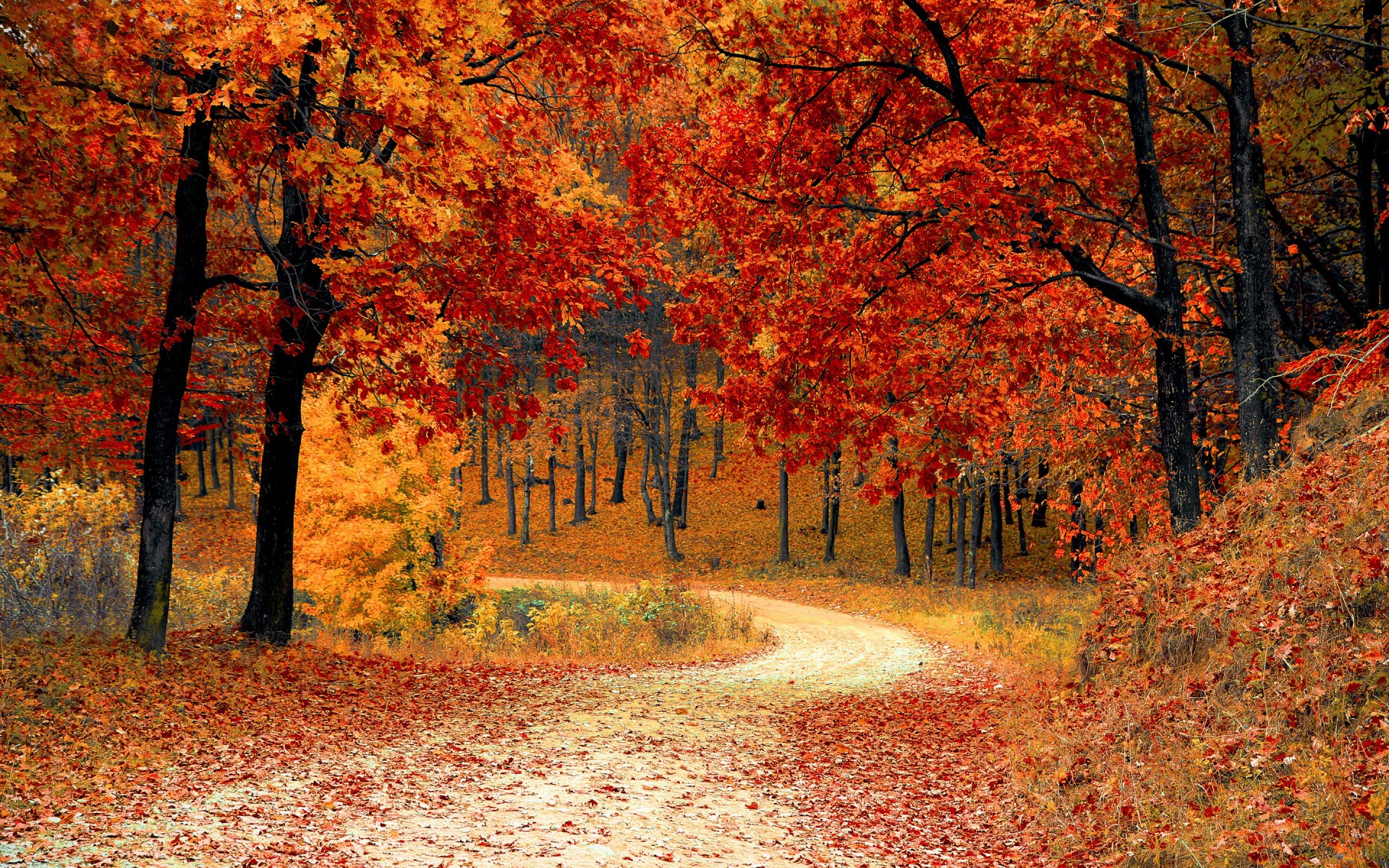 Картинки Осень, Осень, Сезон фото и обои на рабочий стол