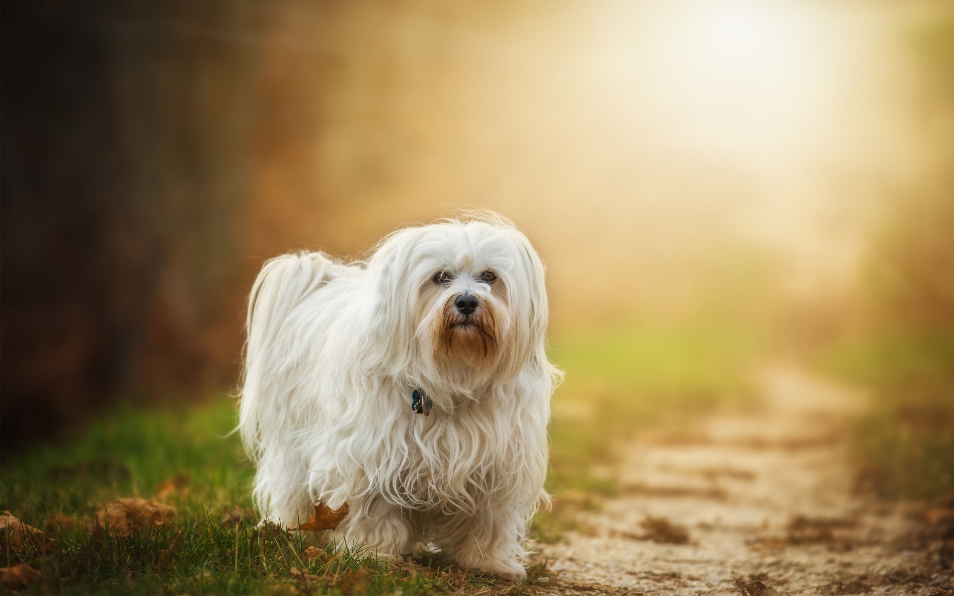 Картинки Havanese фото и обои на рабочий стол