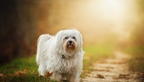Havanese