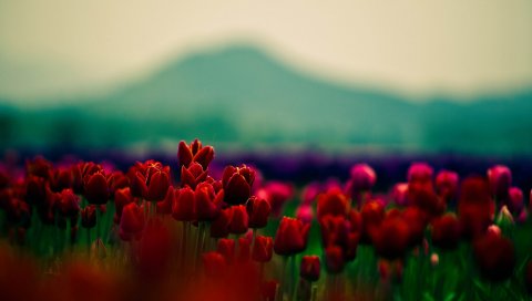 Цветы, почки