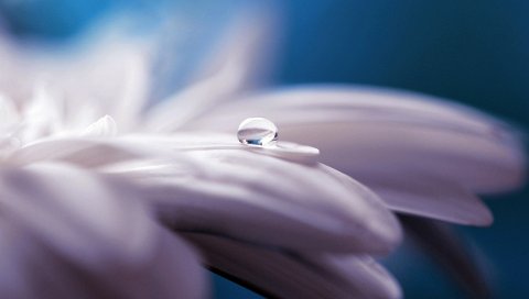 Вода, цветок, капля, чистота