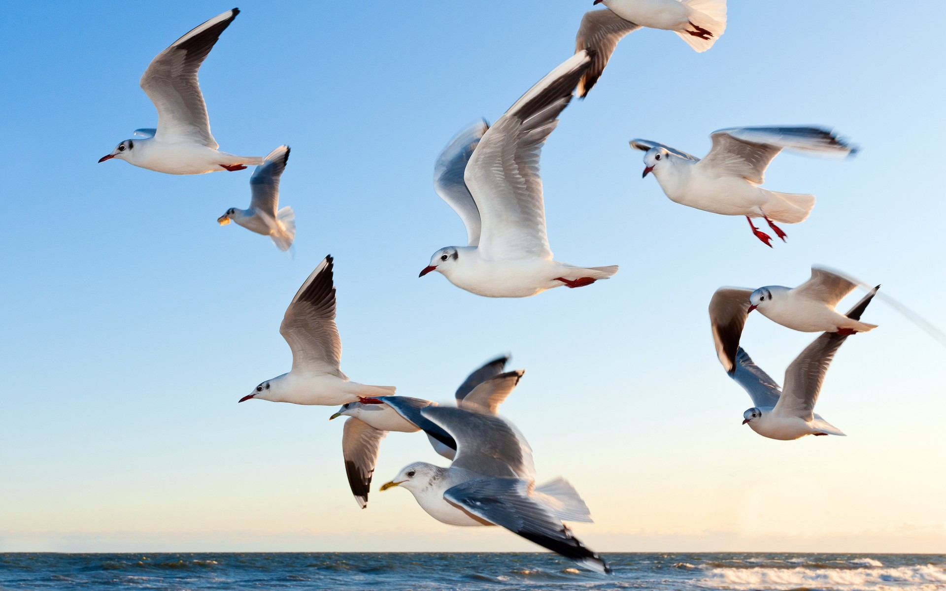 Картинки Seagulls фото и обои на рабочий стол