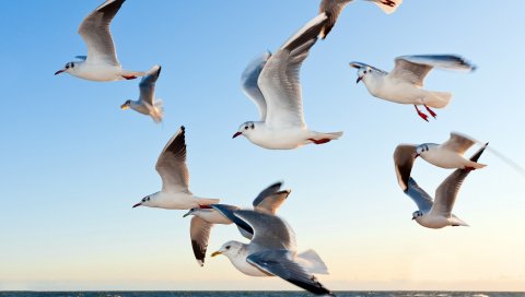 Seagulls