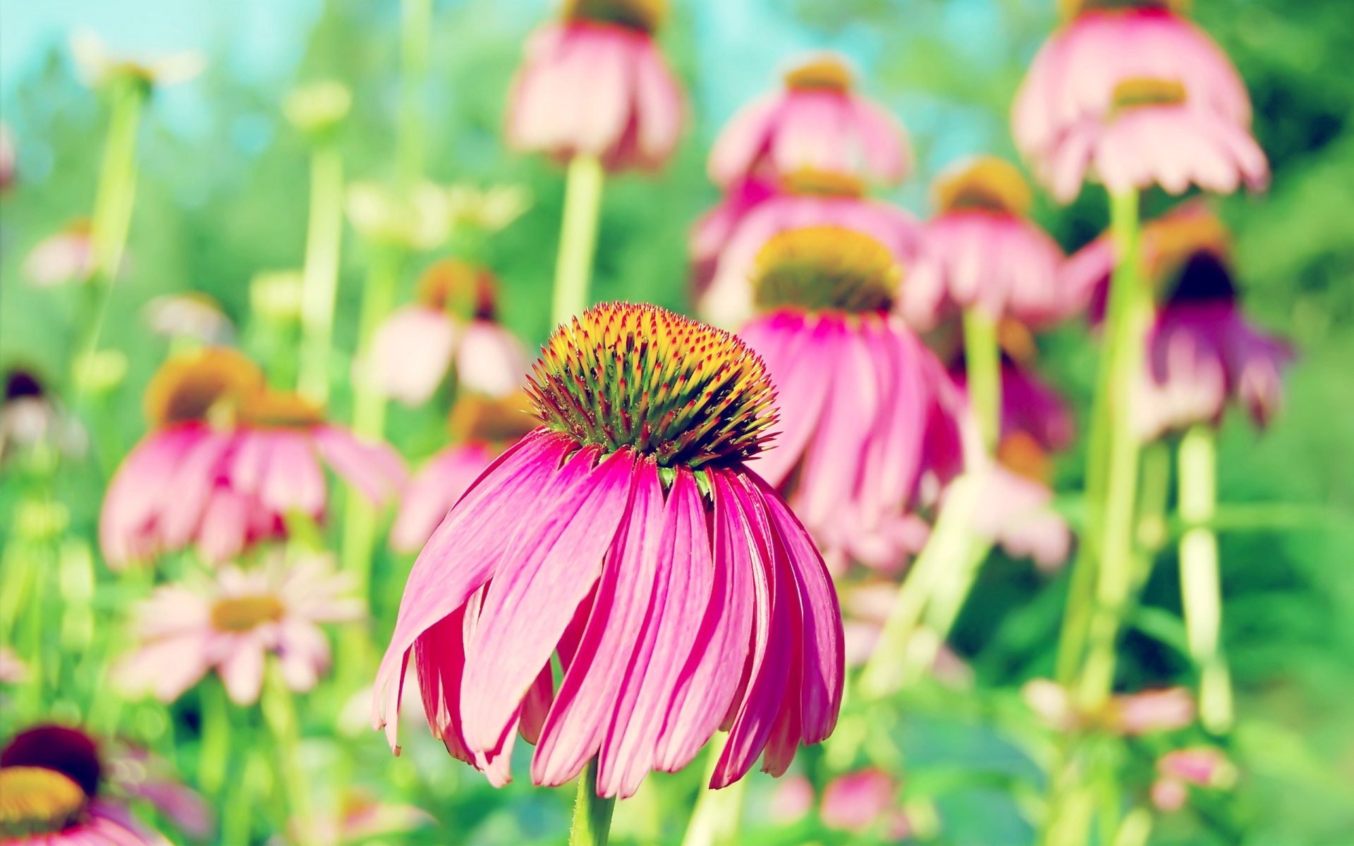 Картинки Фиолетовый, Coneflower фото и обои на рабочий стол