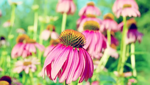 Фиолетовый, Coneflower