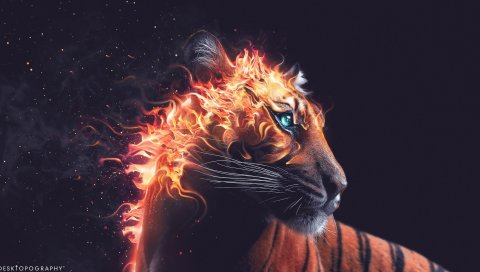 Тигр, Огонь