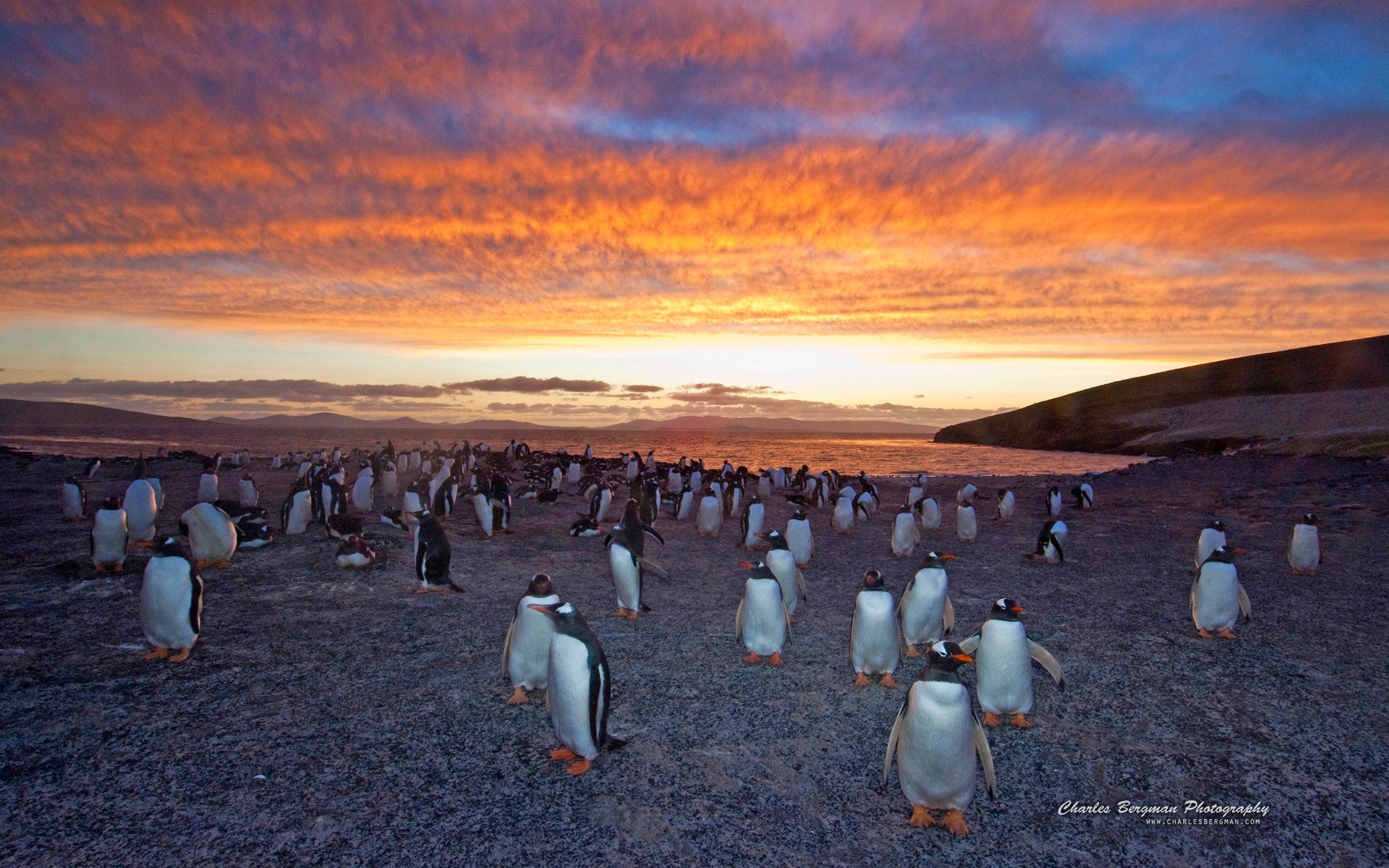Картинки Пингвин, Gentoo, Колония фото и обои на рабочий стол