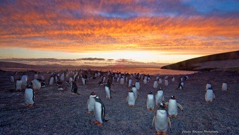 Пингвин, Gentoo, Колония