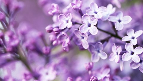 Цветы, весна, фиолетовый
