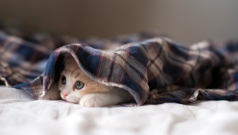 Котенок, сонный