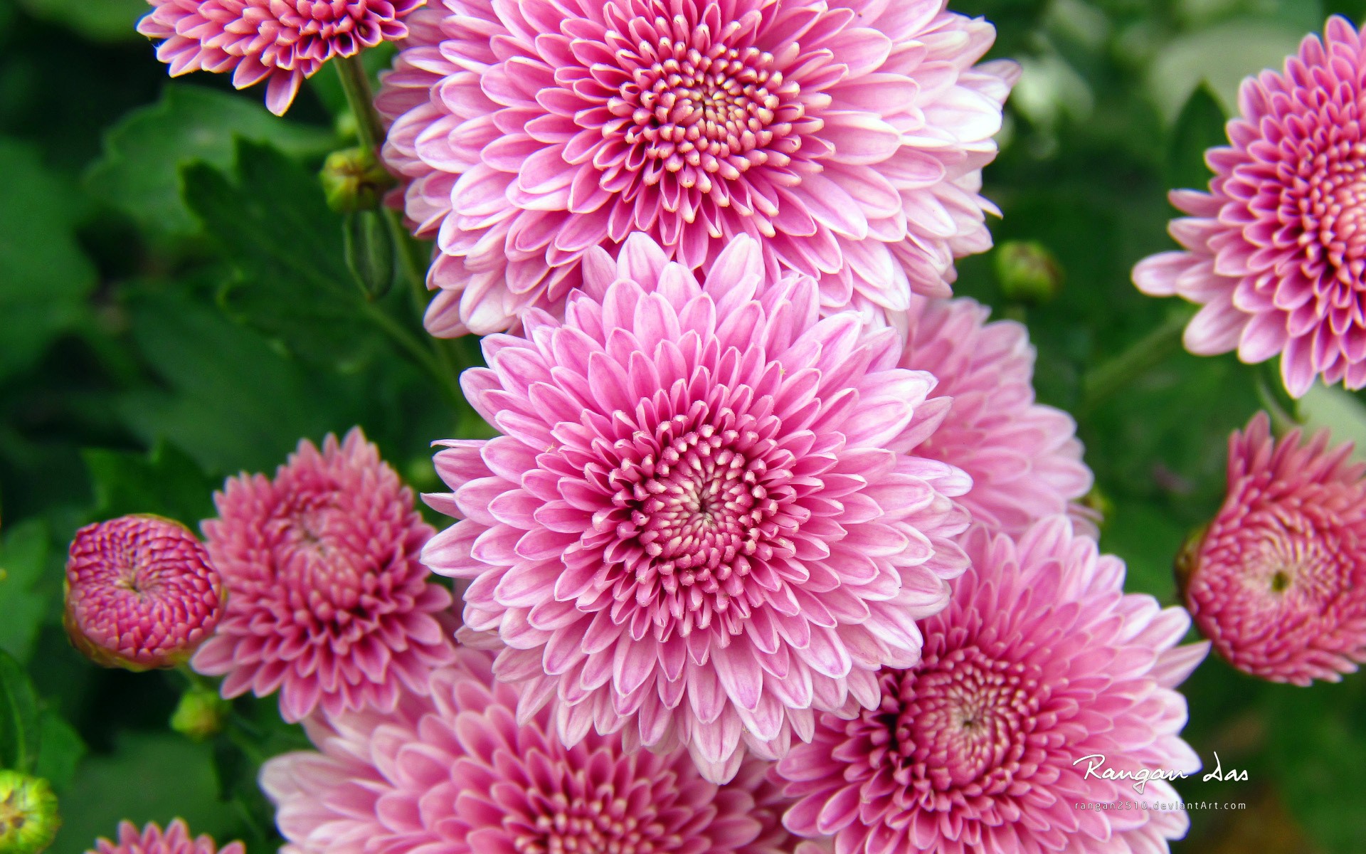 Картинки Цветы, Хризантема фото и обои на рабочий стол
