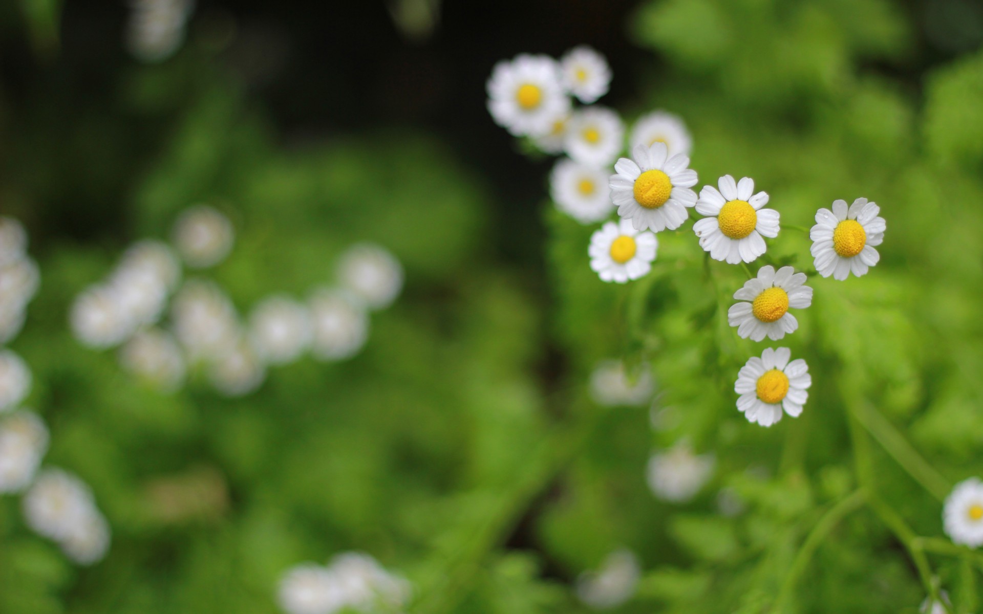 Картинки Цветы, цветочные фото и обои на рабочий стол