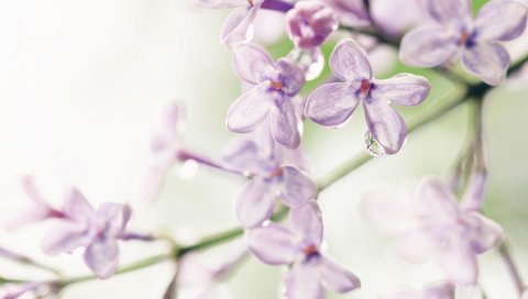 Цветы, сирень