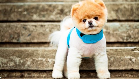 Cutest