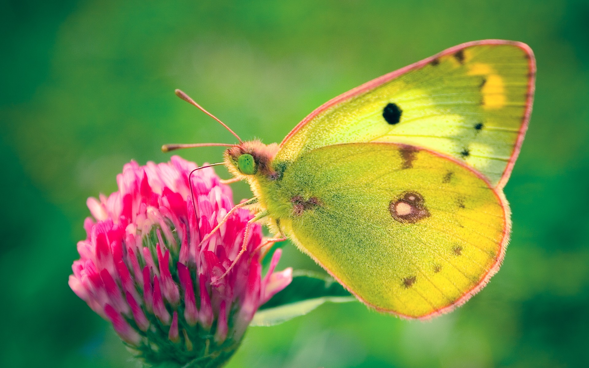 Картинки Бабочка, Colias, hyale фото и обои на рабочий стол