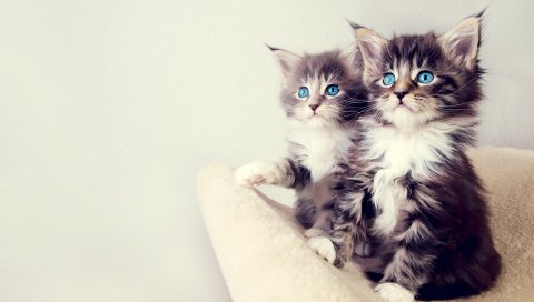 Симпатичные, котята