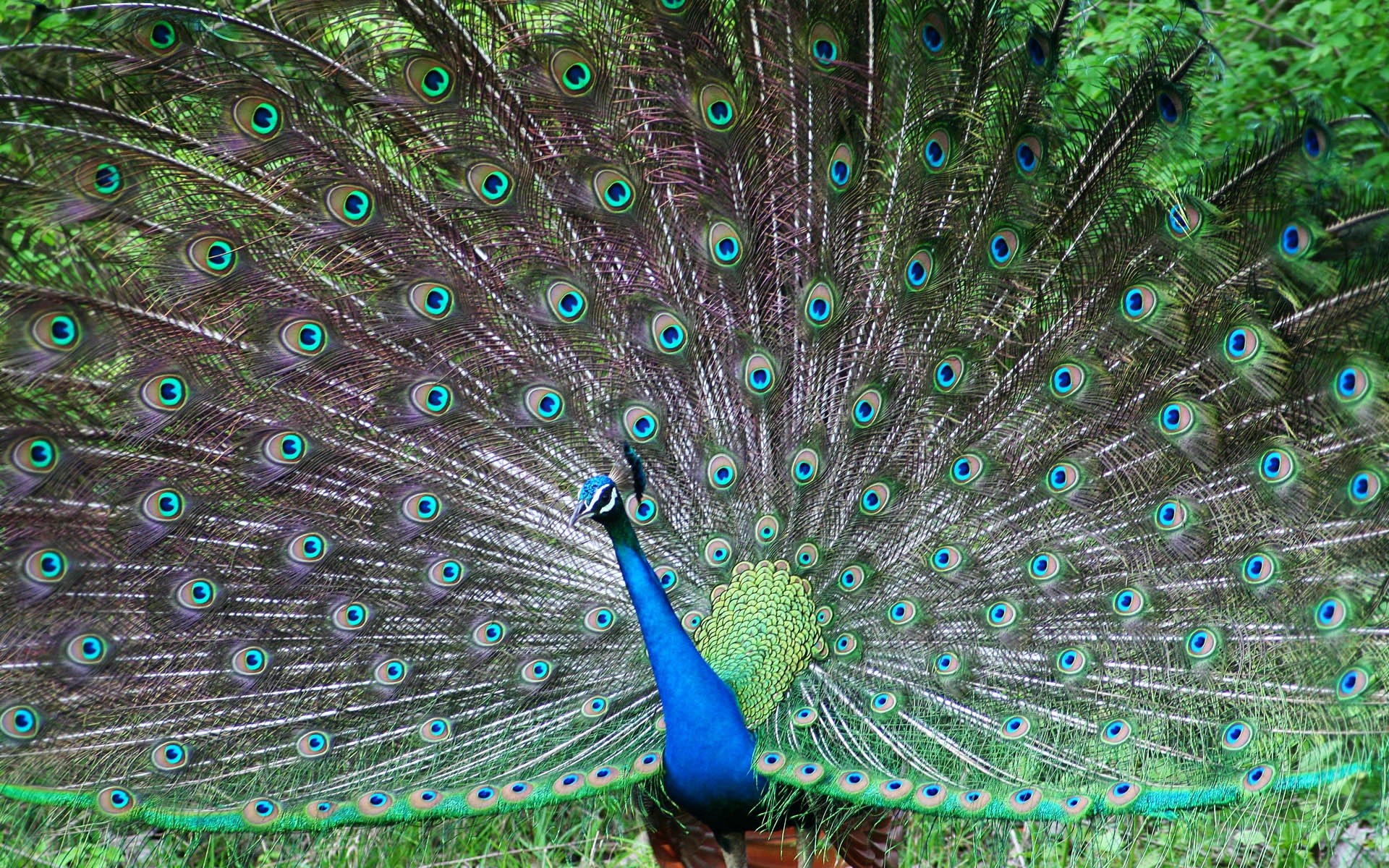 Картинки Индийский, Peafowl фото и обои на рабочий стол