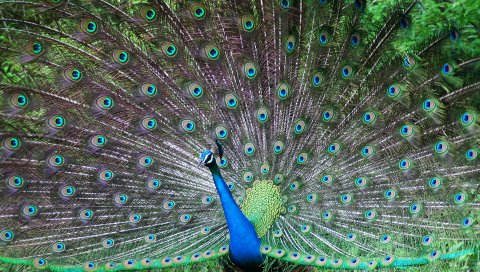 Индийский, Peafowl