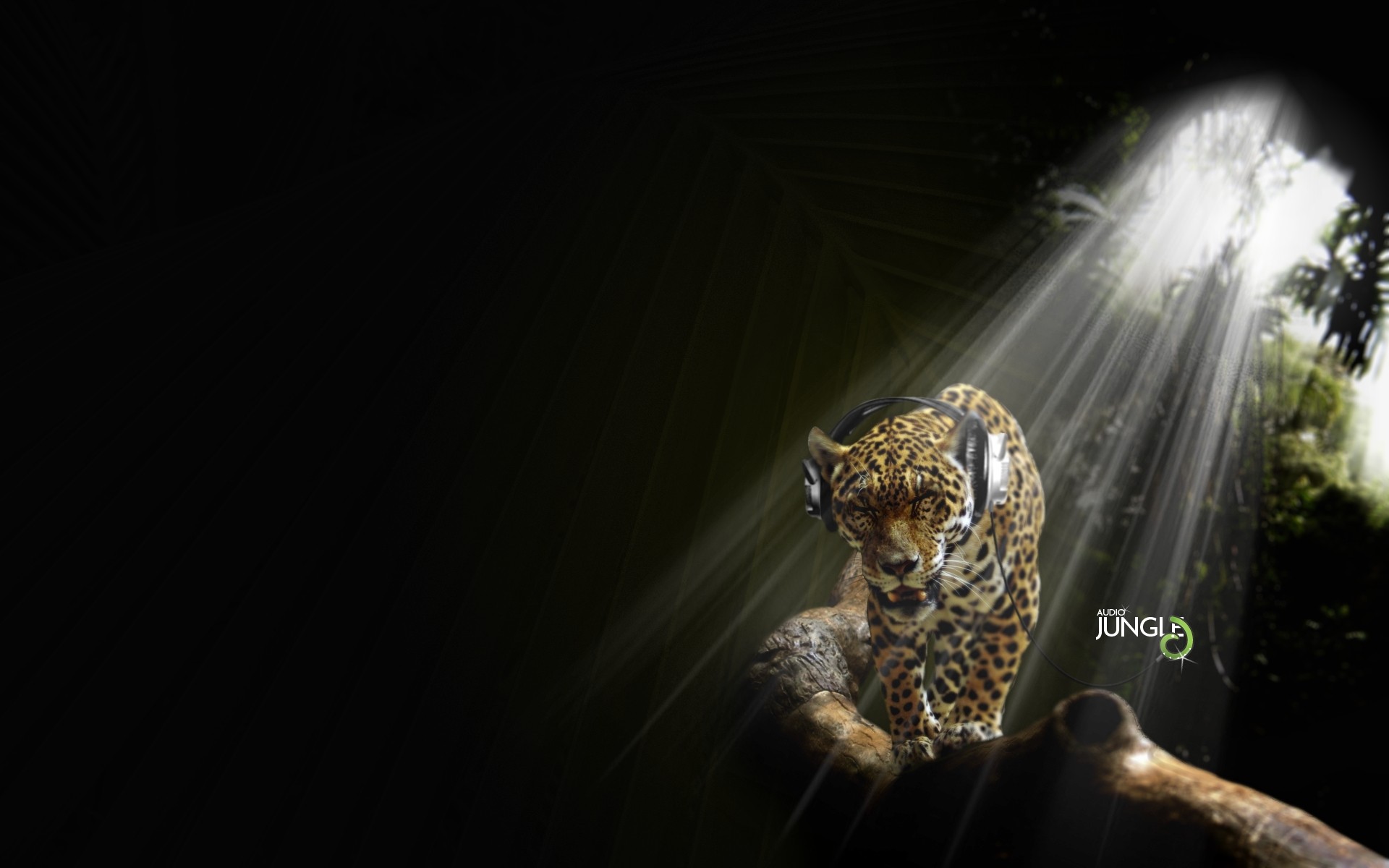 Картинки Джунгли, аудио, Jaguar фото и обои на рабочий стол