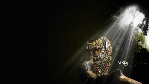Джунгли, аудио, Jaguar