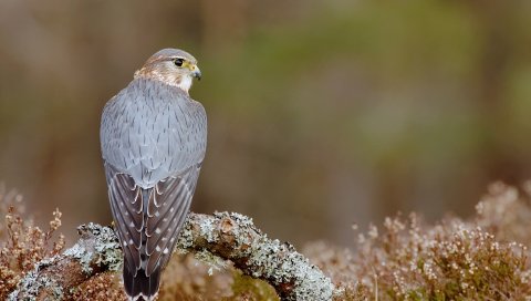 Hawk, Pigeon