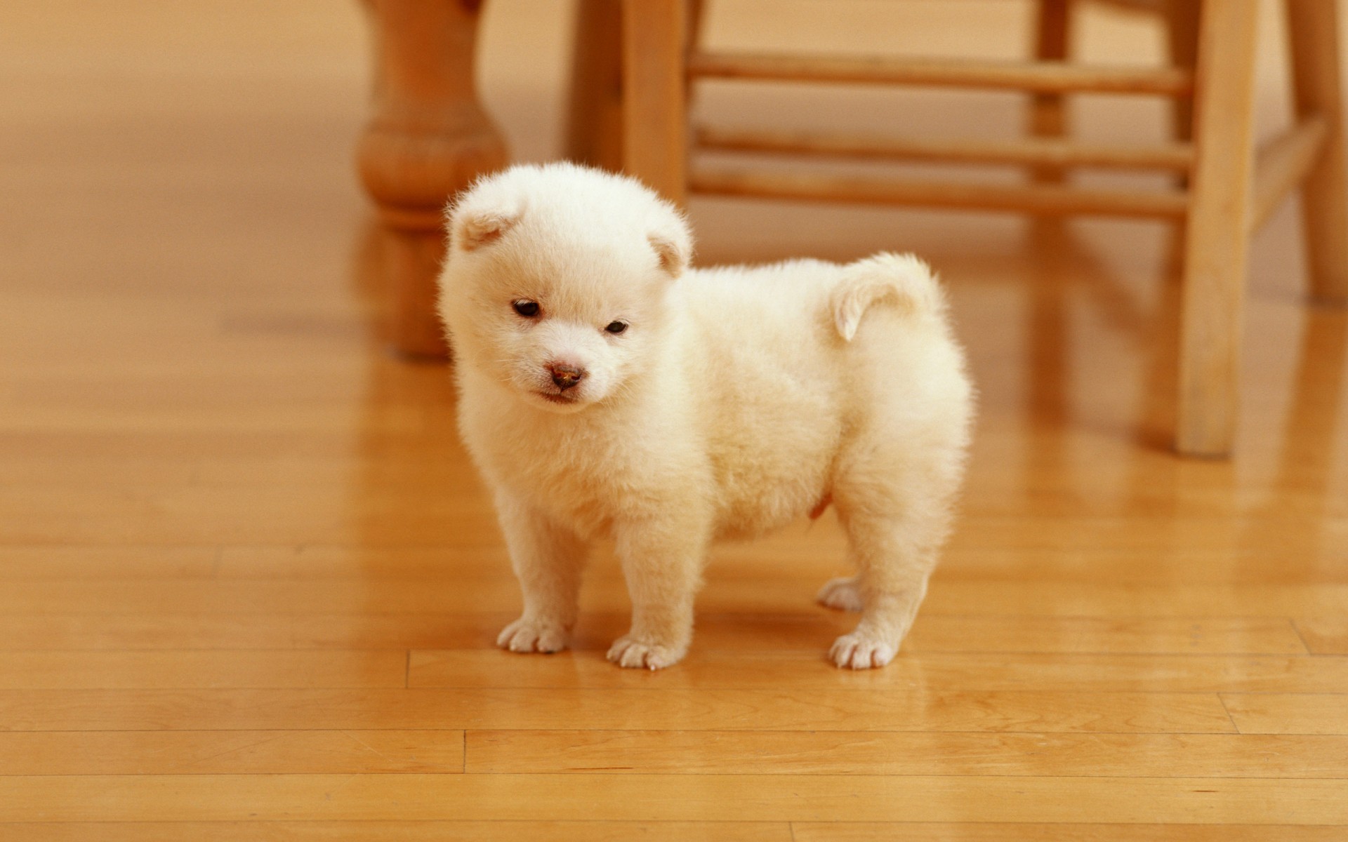 Картинки Щенок, Cutest фото и обои на рабочий стол
