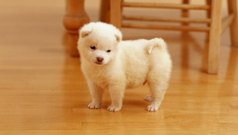 Щенок, Cutest