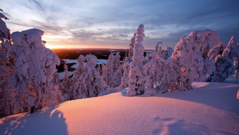 Снег, деревья, крытые