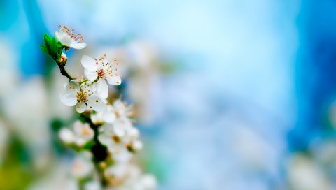 Дерево, Apple, Bloom